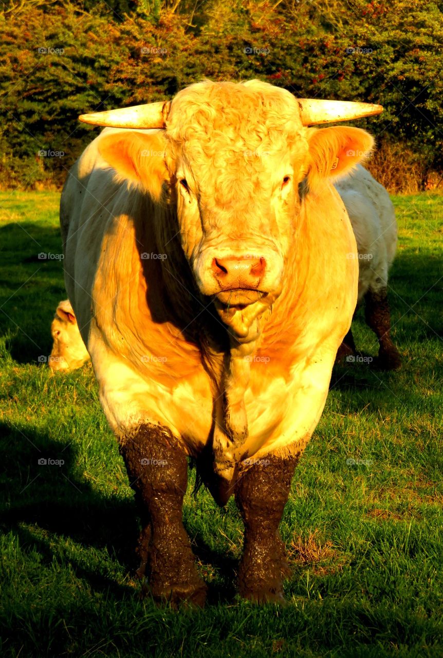 gorgeous powerful bovine