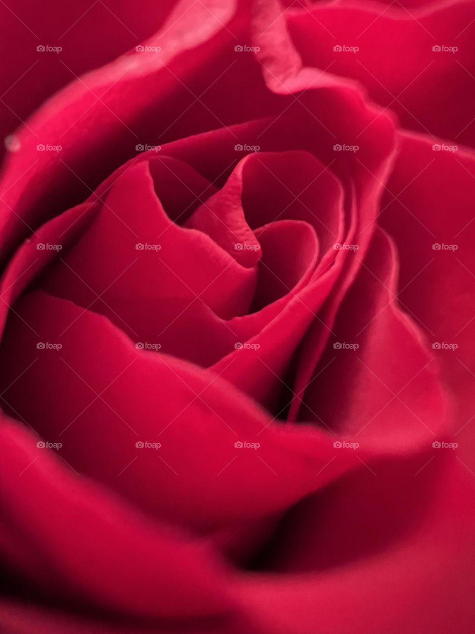 Red rose