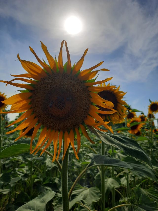 🌼🌼🌼