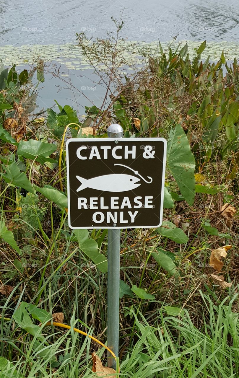 Catch and Release Only sign at the park
