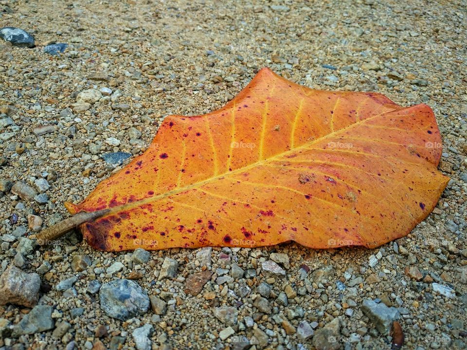 Dry leaf