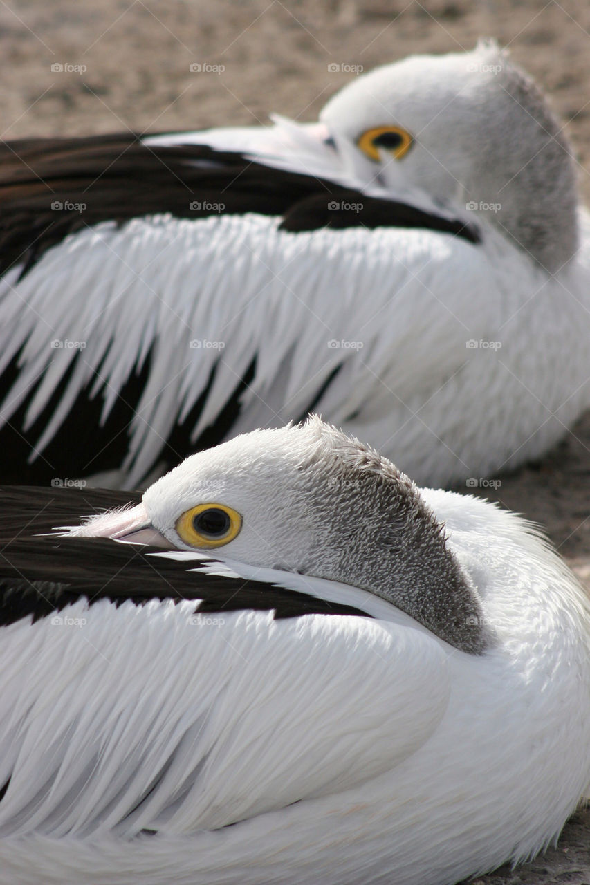 nature white black eye by kshapley