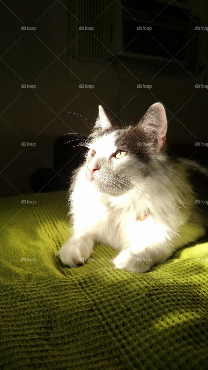 Hank the fluffy cat. Rescued from Compton, CA dump.