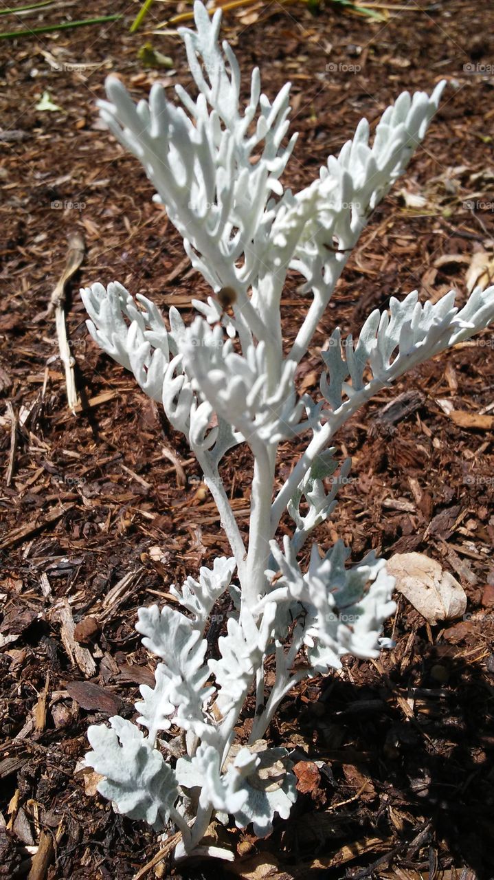 Flora, Nature, Leaf, Flower, Frost