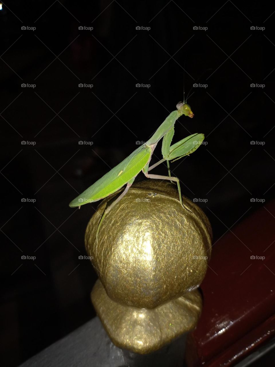 mantis