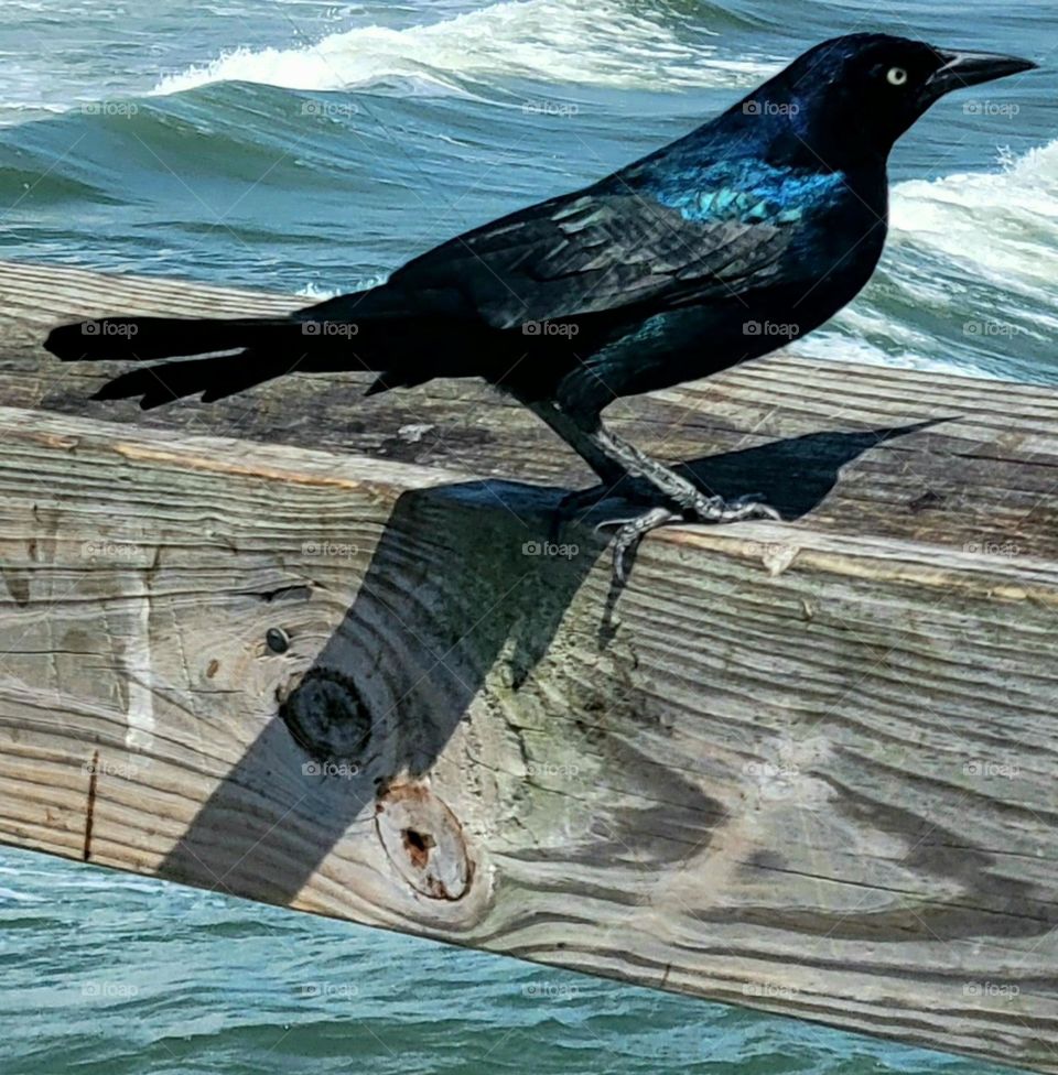 A unique bird viewing the water