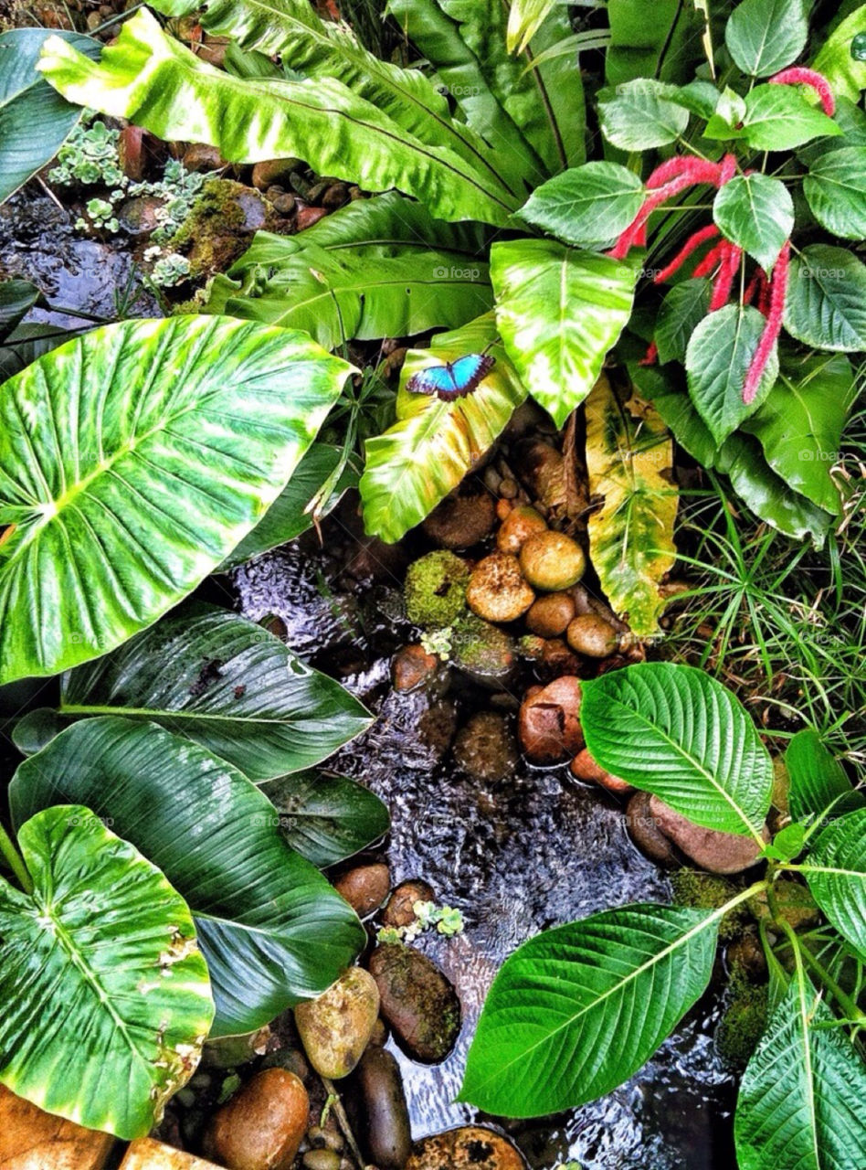 plants nature butterfly zoo by yeadon