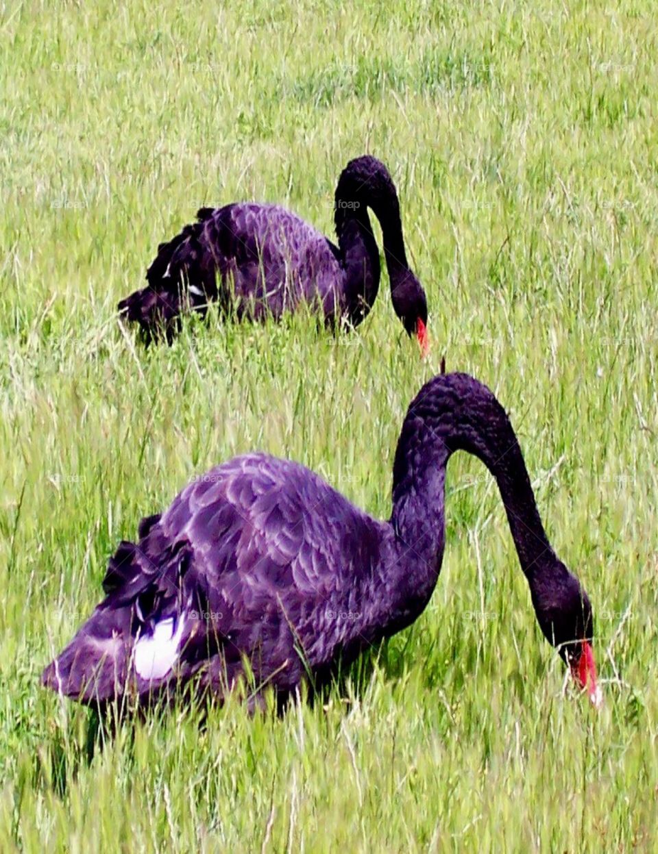 Purple Swans
