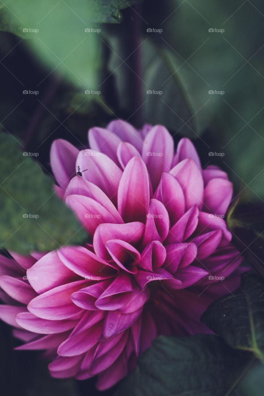 Dahlia session 04