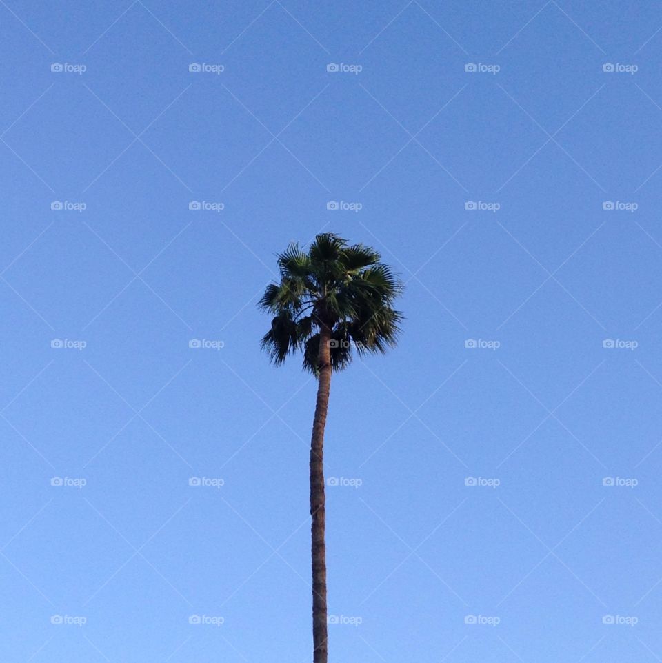 Palm Tree