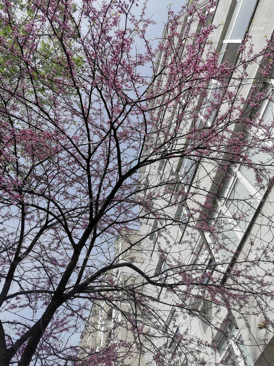 Blossoming tree in the middle of the city