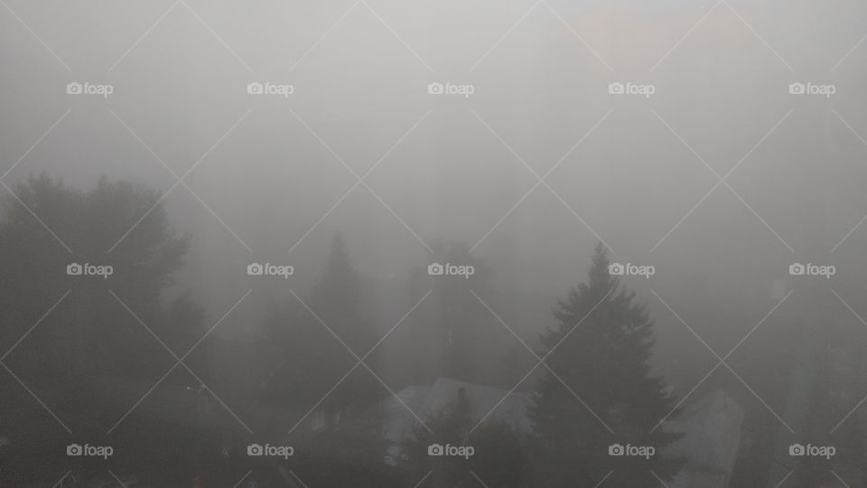 Fog. Landscape.