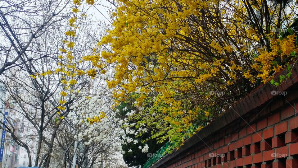 flowers yellows and white