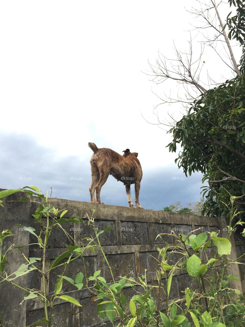 This dog is climbing up the fenced through the branches of the mango trees while watching other dogs down from the rice fields 