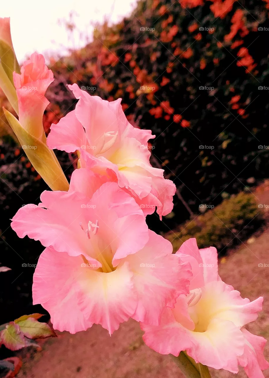 Flower