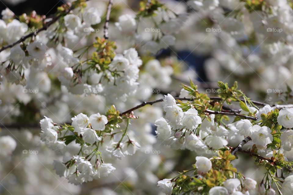 Apple blossoms 