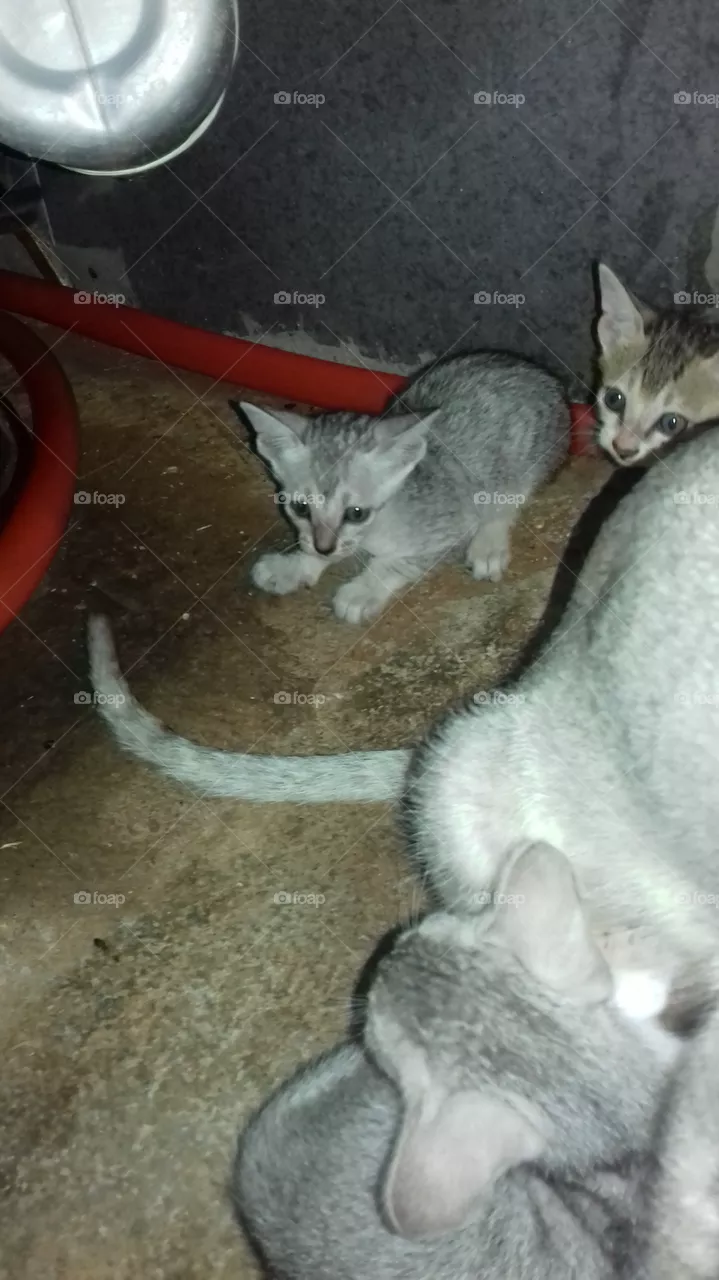 cute cats