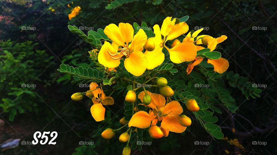Senna Ariculata Flowers____S52