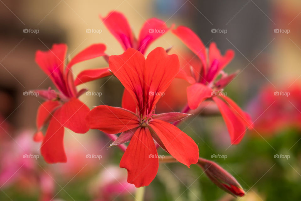 Fresh red flowers