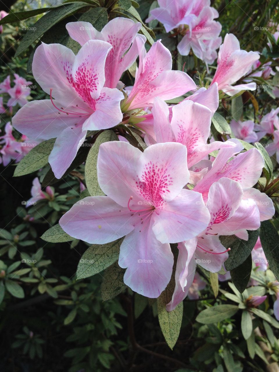 Close-up of a pink flower