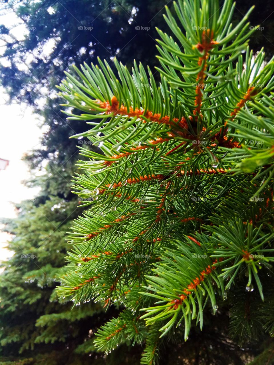 spruce after rain