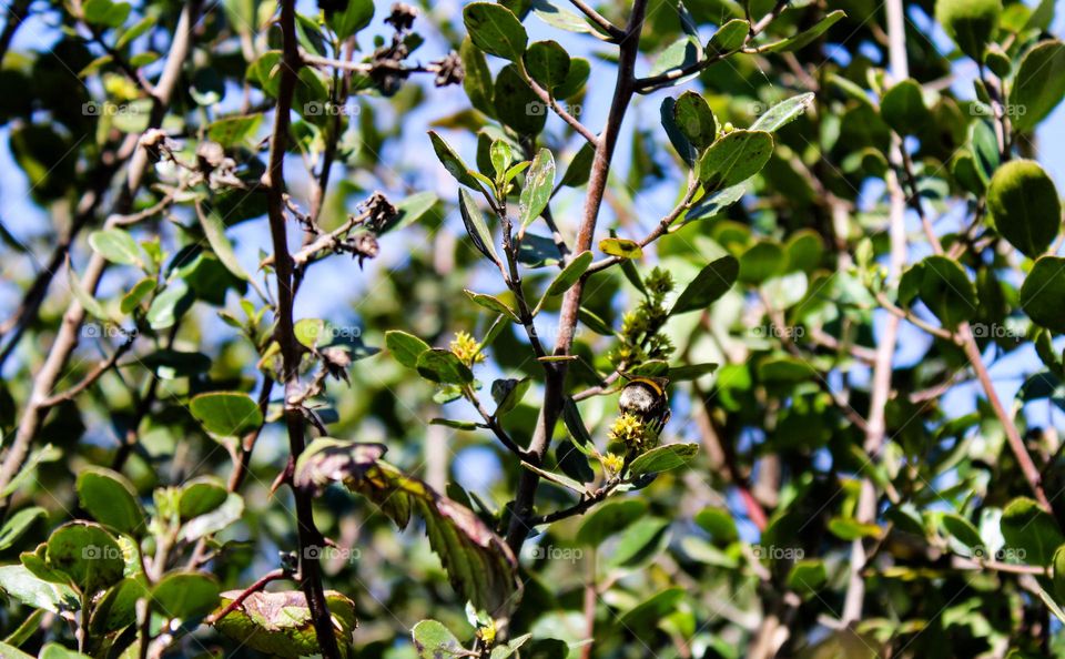 Bee perched on a tree branch removing pollen from the flowers