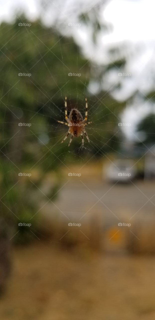 macro photo of a perfect spider in it's perfect web