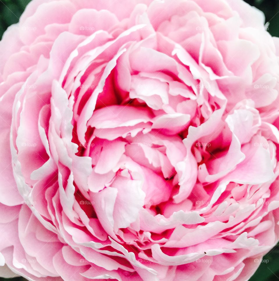Elevated view of pink flower