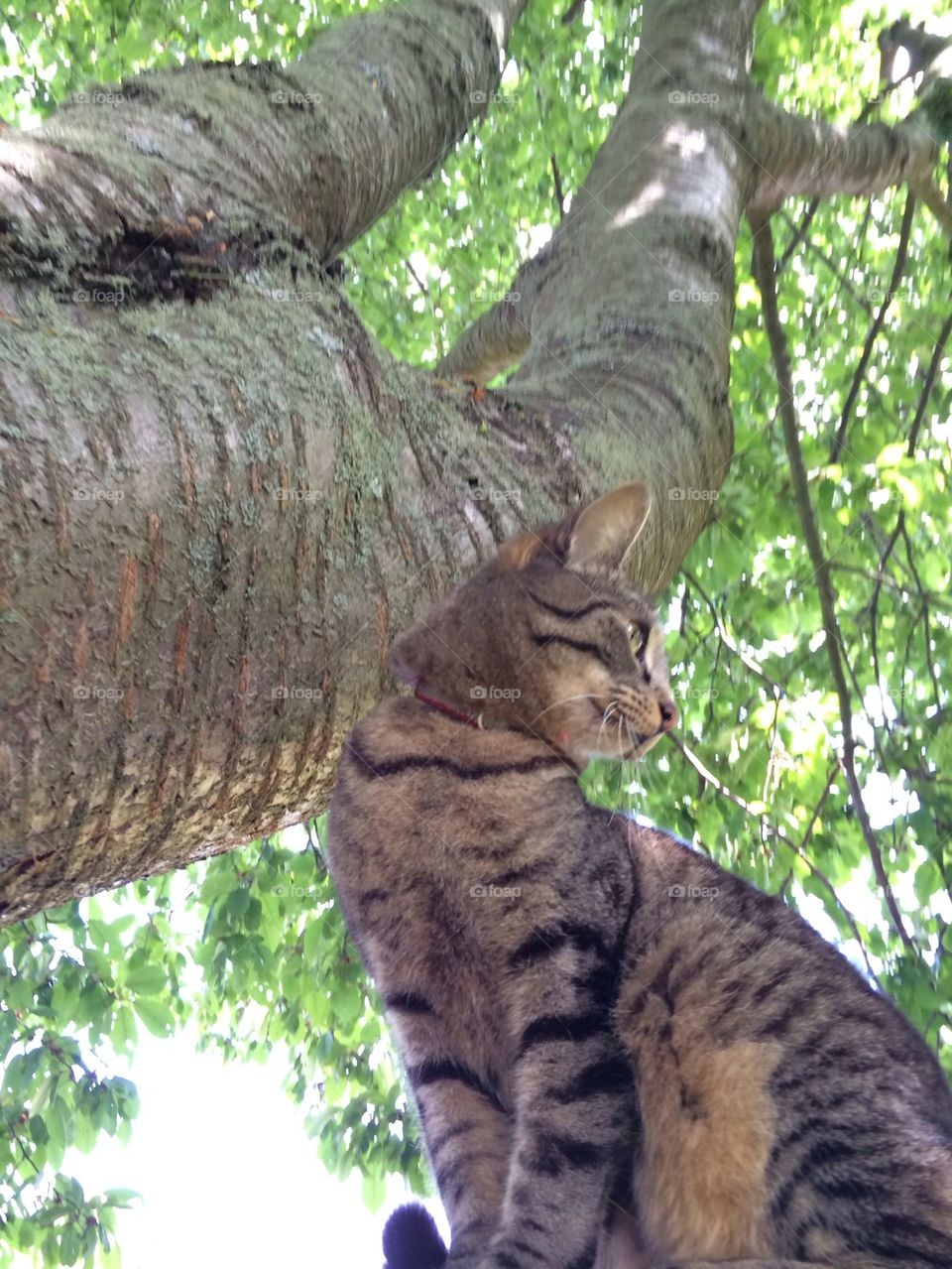 Cat in tree