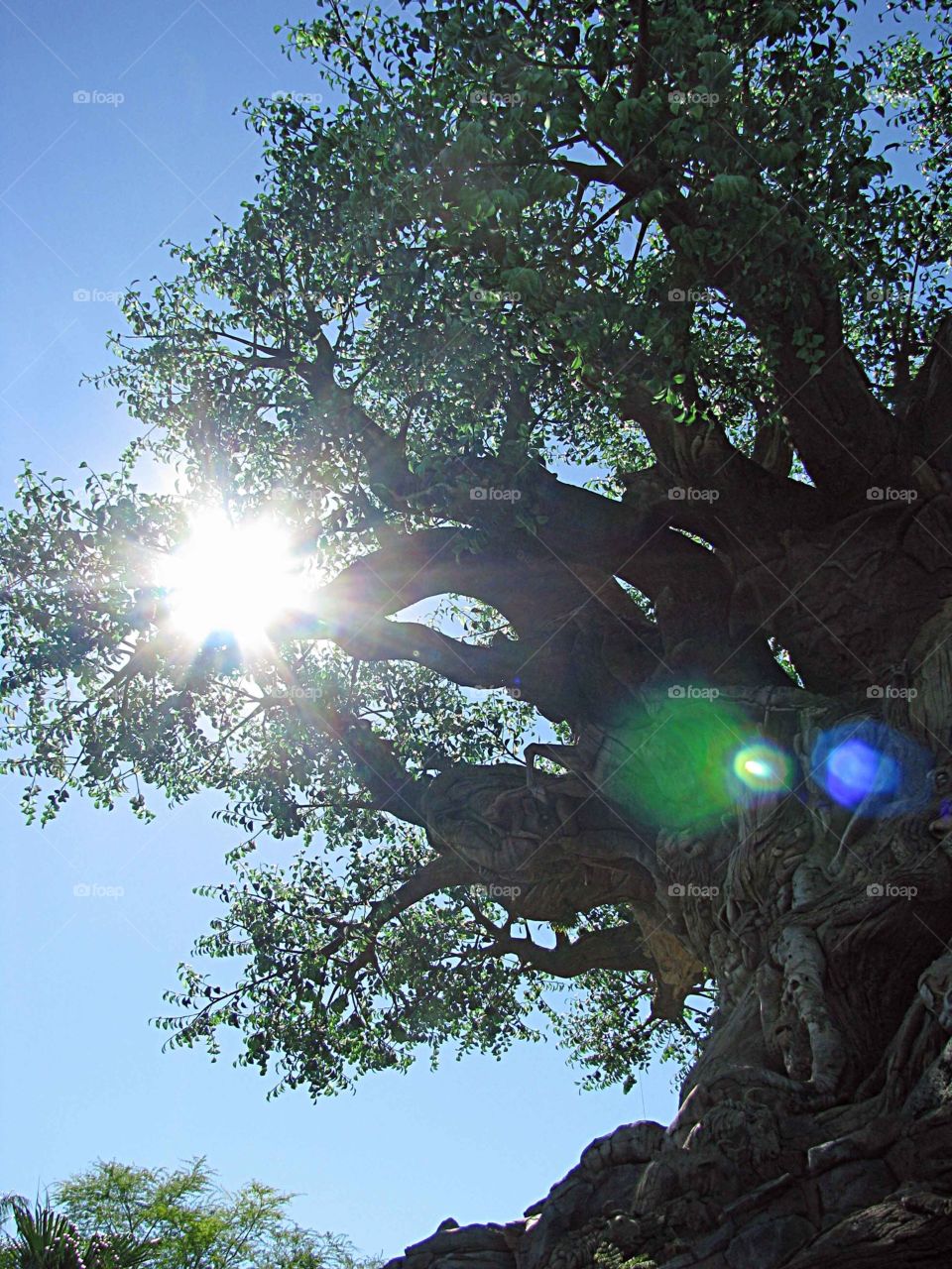Sunshine at Tree of Life at Disney's animal kingdom. 