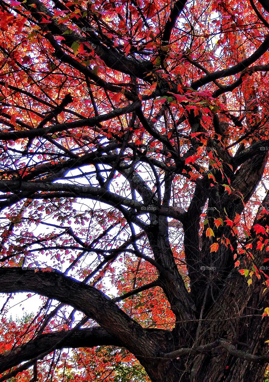 Low angle view of autumn tree