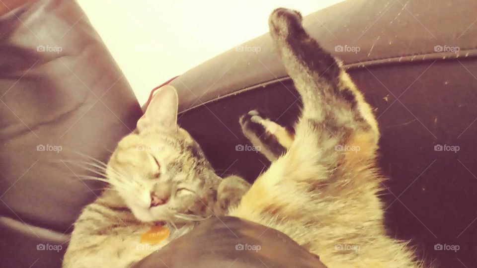 Sleepy, goofy kitty.