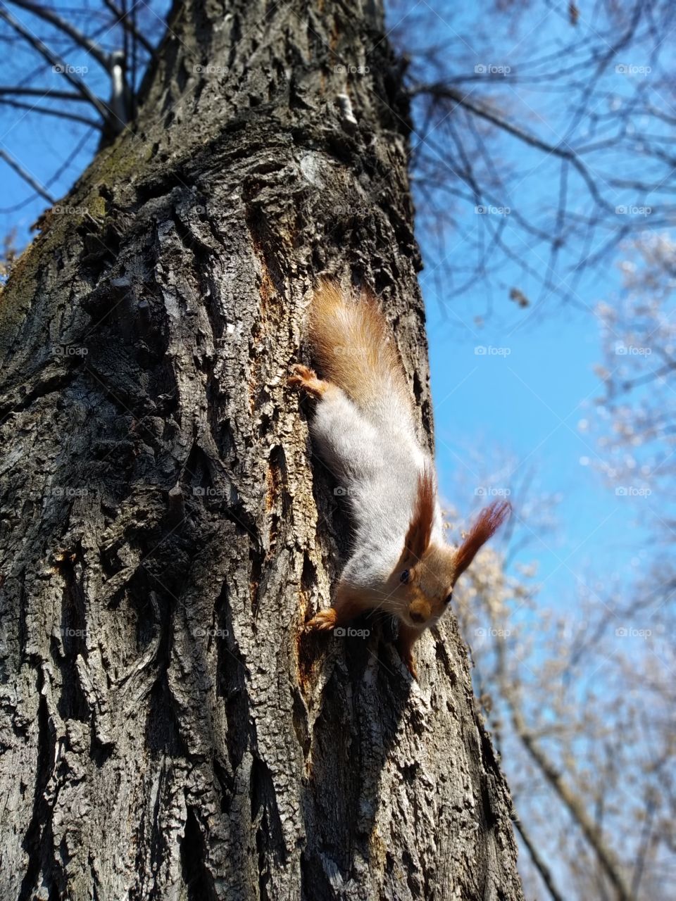Squirrel