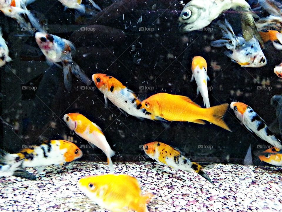 funny fish