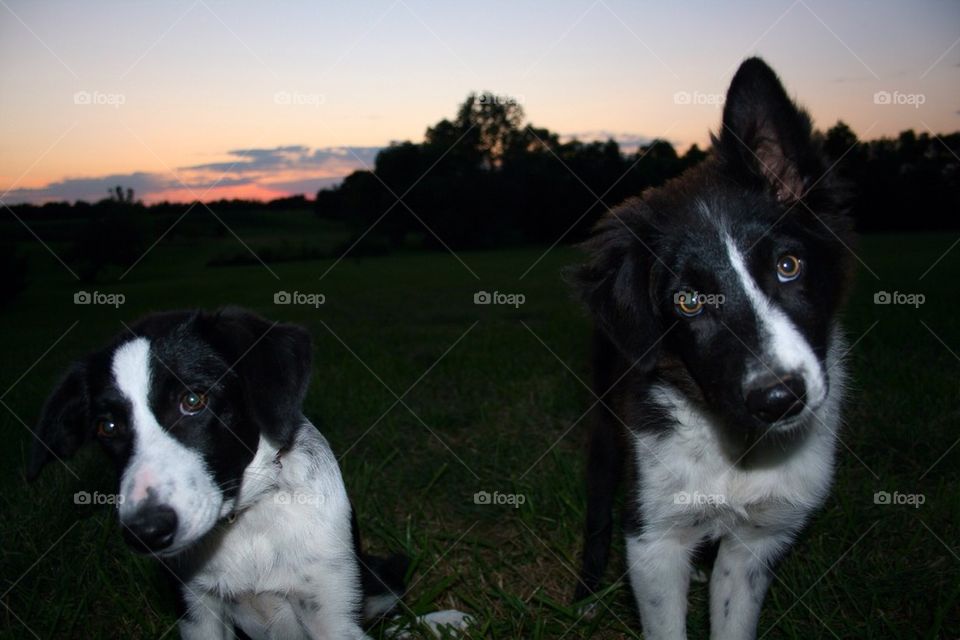 Sunset and Puppies 