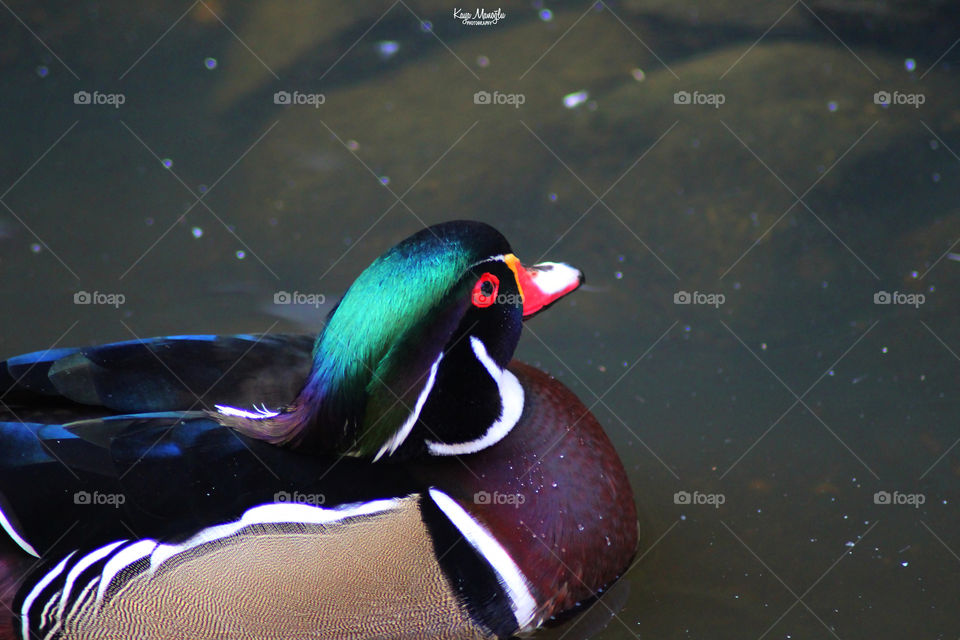 The Woodduck