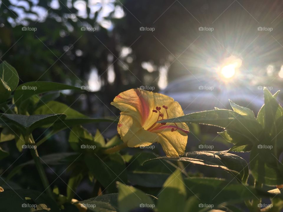 Flowers and plant 