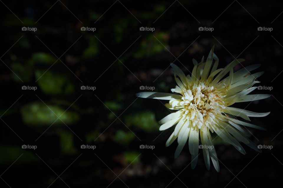 Light and shadow and a flower in between