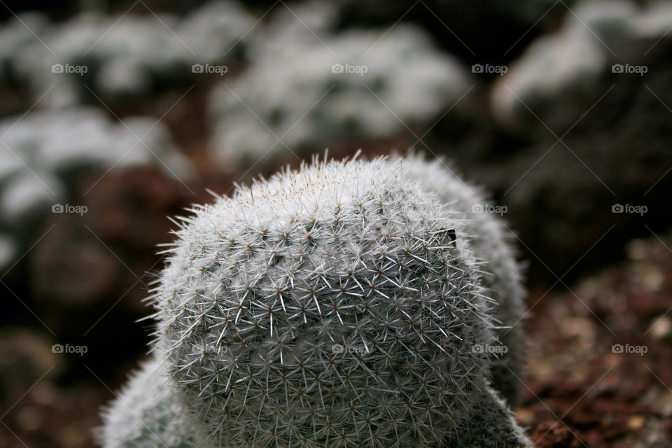 macro white cactus needles by majamaki