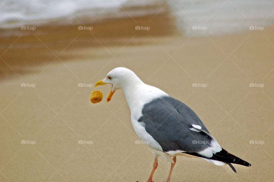 Rear view of bird on beach
