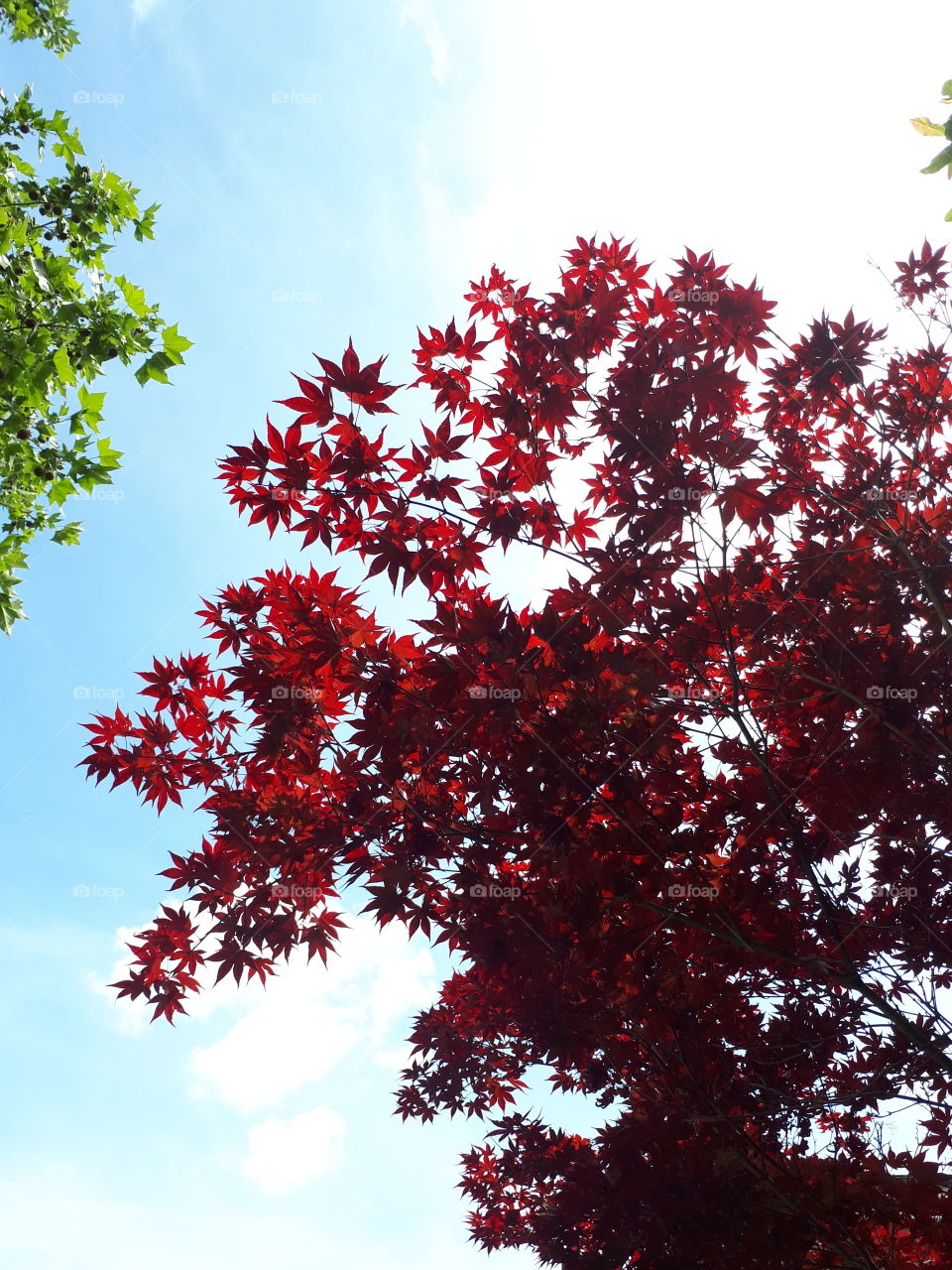 Tree with red leaves and tree with green leaves on the background of the blue sky