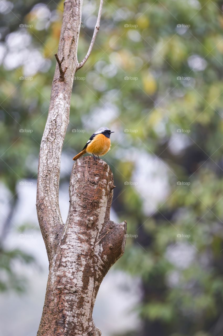 bird on the tree