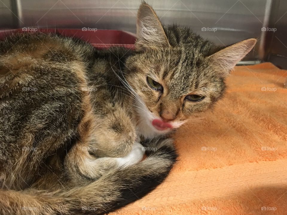 Beautiful kittens up for adoption at PetSmart 