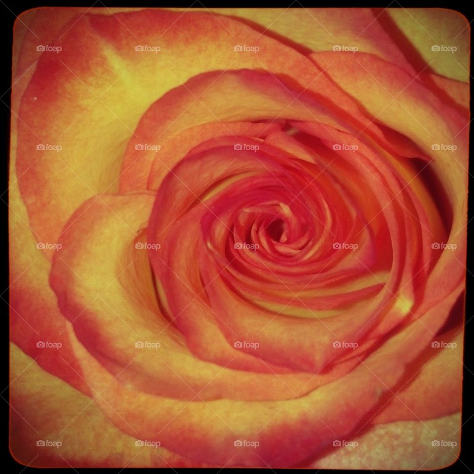 rose