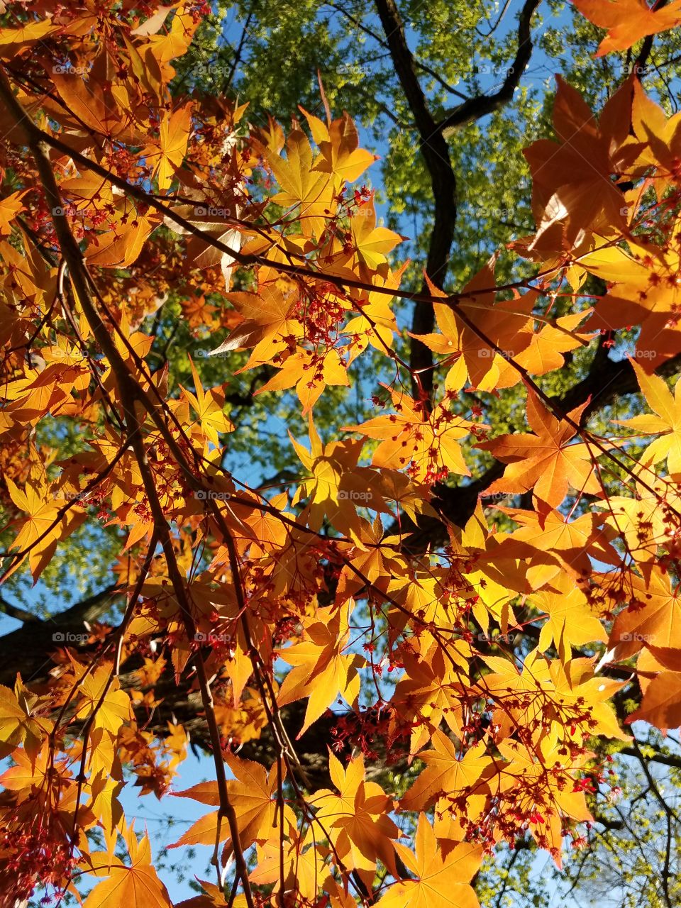 Japanese Maple in Spring