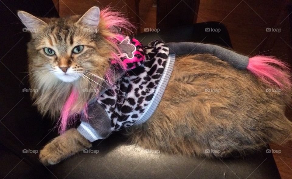 Hotshot glam kitty dress up 