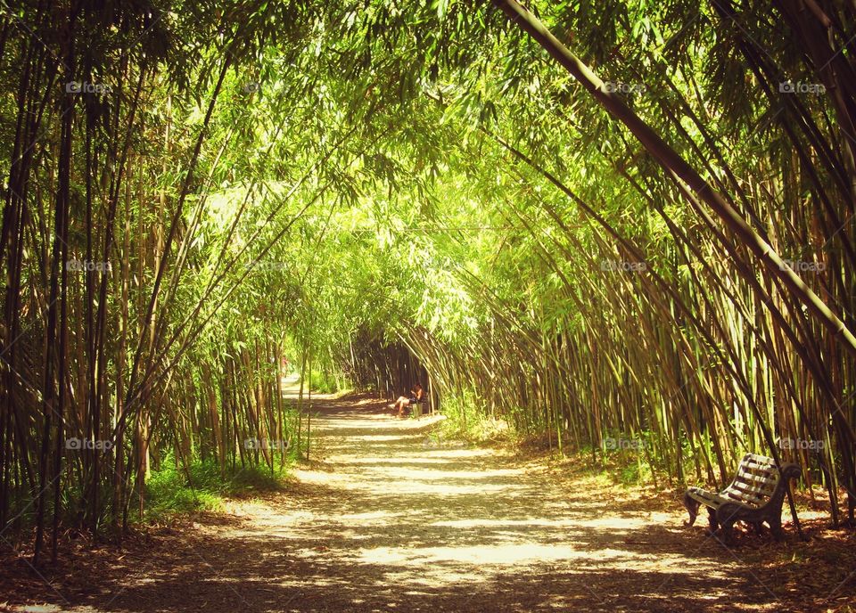 Natural tunnel made of bamboo trees in Abkhazia