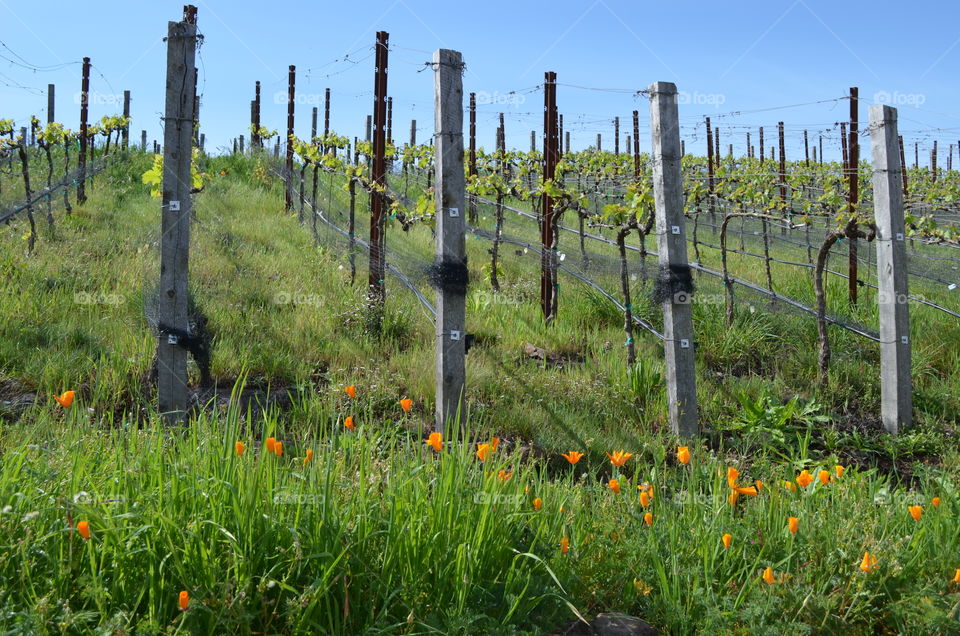 Napa Valley Vineyard