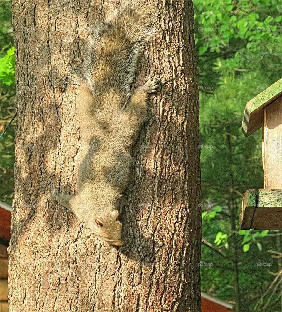 Camouflage Squirrel, how can they stay that way for so long?!