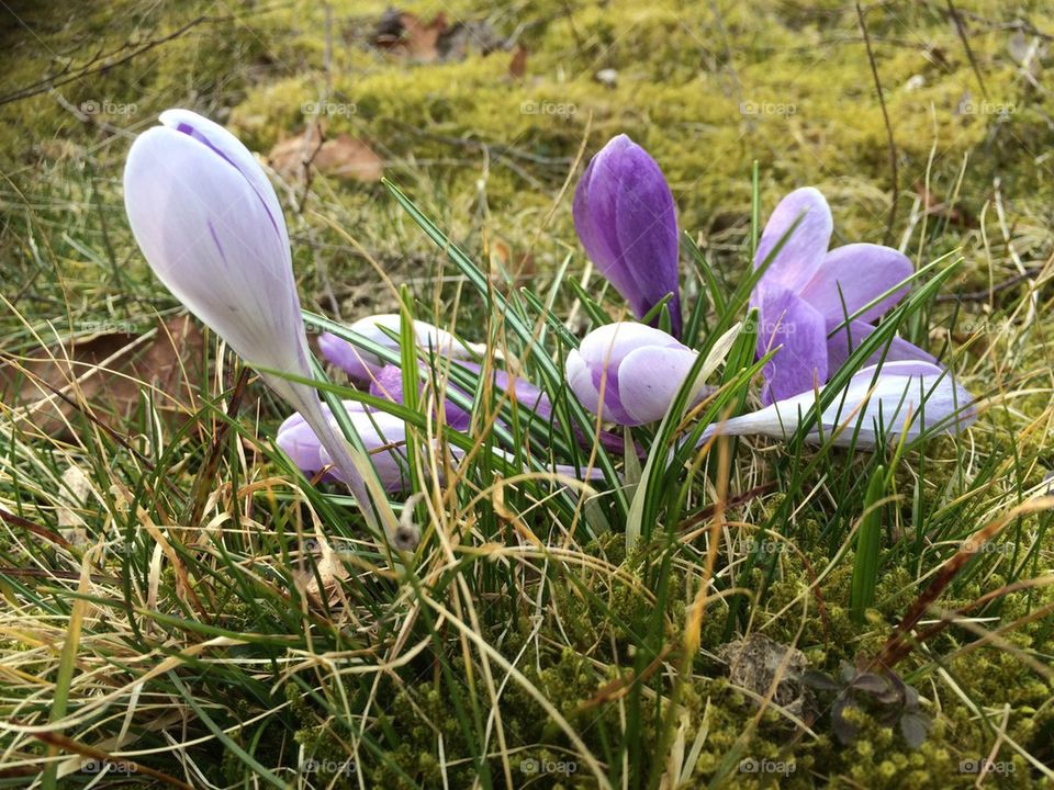 Crocus